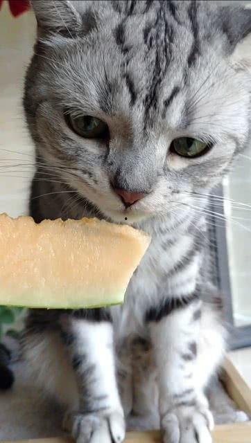 吃瓜的猫,吃瓜猫的趣味生活揭秘